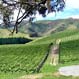 Pinot Noir and Riesling blocks - Omihi Crossings Vineyard