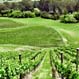 Pinot Noir and Riesling blocks - Omihi Crossings Vineyard