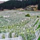 Omihi Hills netted vines