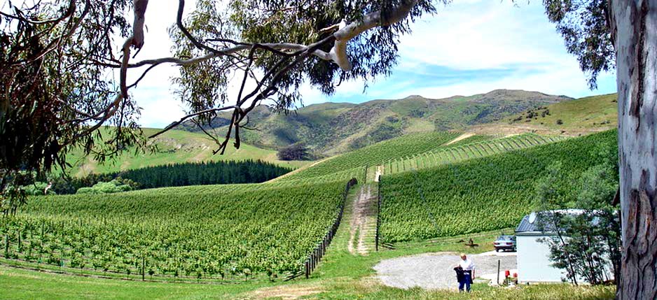 Pinot Noir and Riesling blocks - Omihi Crossings Vineyard