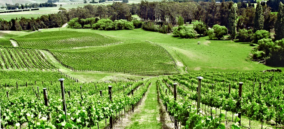 Pinot Noir and Riesling blocks - Omihi Crossings Vineyard