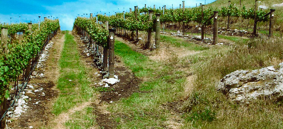 The soil profile back block Pinot Noir - Omihi Crossing