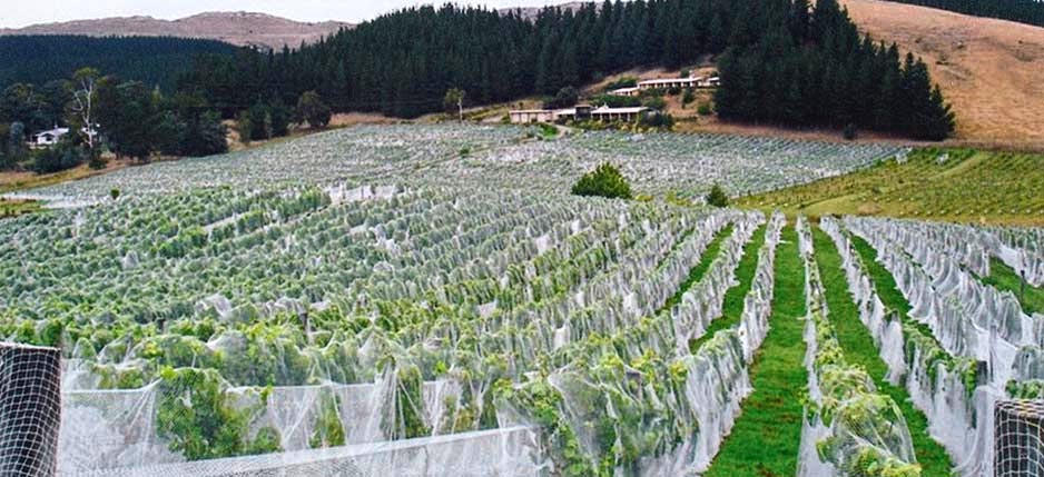 Omihi Hills netted vines