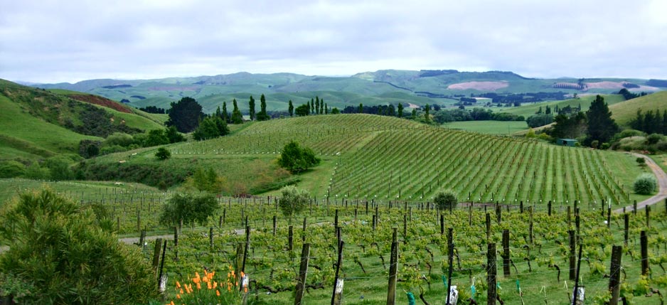 View from Winery - Omihi Hills